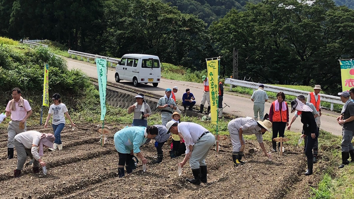 赤かぶ栽培